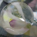 氷中花　第2～3弾