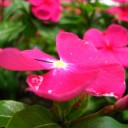 月曜〓花と計算式と〓