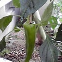 家庭菜園