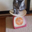 【支える手（はじめの一歩NC）】　＆　【ファンタシースターポータブル（熱闘編）】　＆　【ぬこのハル（久しぶり編）】
