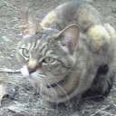 トラちゃん