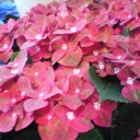 紫陽花つづき