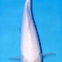 アスペルガー症候群