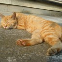 ねこだまり
