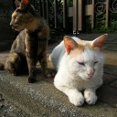 ねこだまり