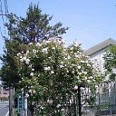 ばらのアーチ