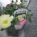ポーチュラカ