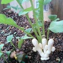 だいぶバジルらしく