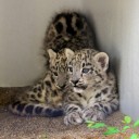 Snow Leopard