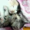 子にゃんこ