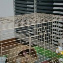 とうとうお引越し