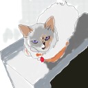 ラクスさんの猫＋はいじさんの猫