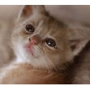 こねこたち・・・