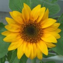 花火の日