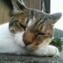 ねこ