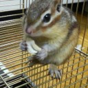 お星様になりました。