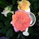 薔薇ちゃんいつも間に！