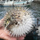 宇和島の旅（後半）
