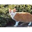 山田池公園の猫達・・・
