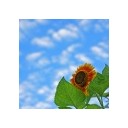 夏休み