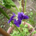 朝顔開花
