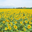 陽のほうへ向く　shine flower
