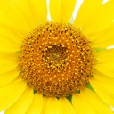 陽のほうへ向く　shine flower