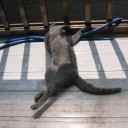 馬鹿猫共のいる風景　“珍しく風邪を引き下を向くと鼻水がぽったぽた”　の巻