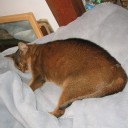 馬鹿猫共のいる風景　“珍しく風邪を引き下を向くと鼻水がぽったぽた”　の巻