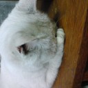 今日は、昼間はまた暑くなりました。