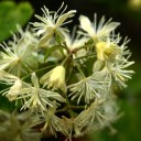 街で咲く原野の花