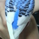 インコの近況。