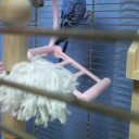 インコの近況。