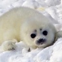 アザラシの赤ちゃん