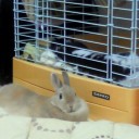 りん＆もこ