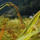 どっかの穂　cycle rice