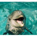 イルカとクジラ・・・・