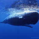イルカとクジラ・・・・