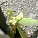 カマキリさんと今日の献立