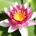 蓮の花