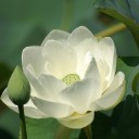 蓮の花