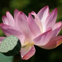 蓮の花