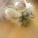 ねこ・・・