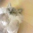 ねこ・・・