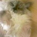ねこ・・・