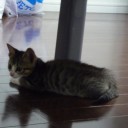 ねこ