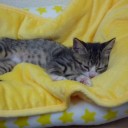 ねこ