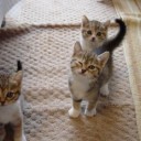 【日常】万物は、まず、ネコかネコ以外かに分けられるわけで