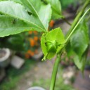 パッションフルーツ　蕾？