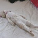 さけくさい猫。